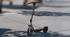 Segway Ninebot KickScooter F3 Pro